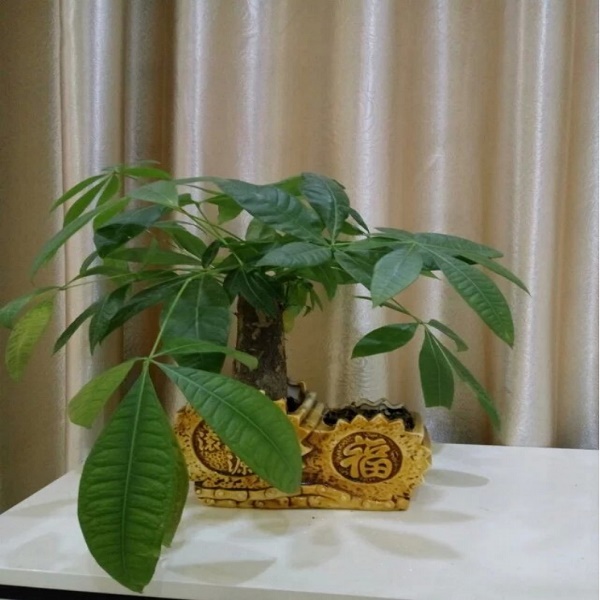 佰富彩包装那抹绿.jpg
